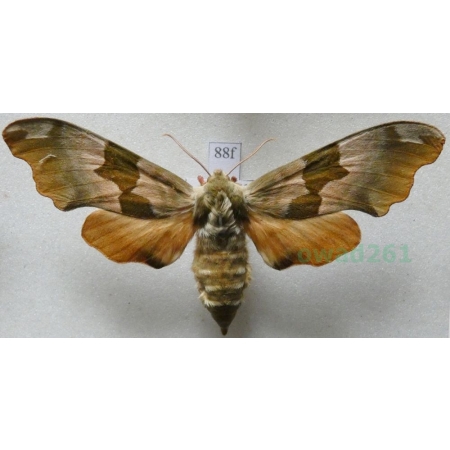 Mimas tiliae (Linnaeus, 1758) Nastrosz lipowiec Poland88f